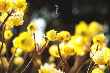 IMGP4386__