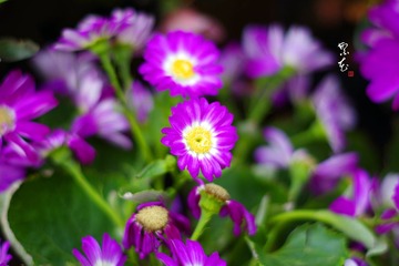 IMGP4391_