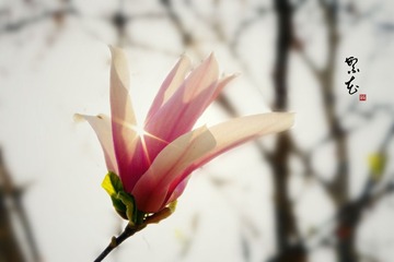 IMGP4392__