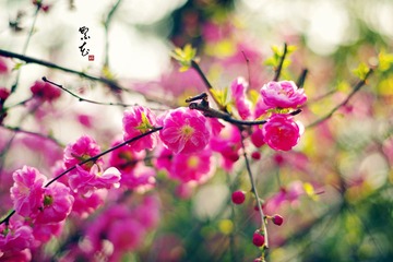 IMGP4419_