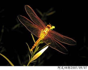 21-IMG_0109