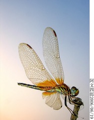 27-IMG_0011