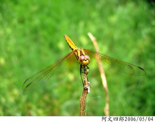 24-IMG_0006
