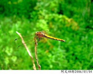 24-IMG_0030