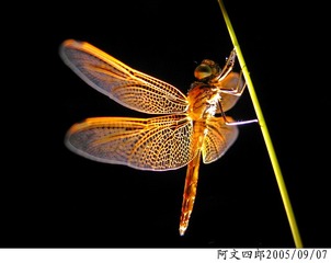 21-IMG_0081