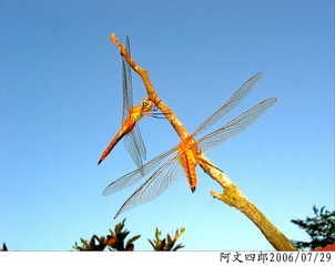 28-IMG_0095