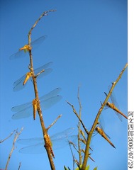 28-IMG_0071