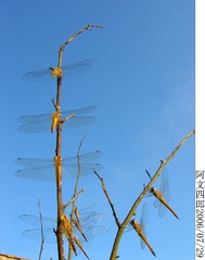 28-IMG_0078