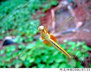 28-IMG_0023