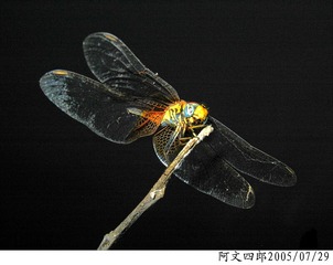 20-IMG_0002