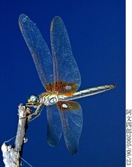 19-IMG_0027