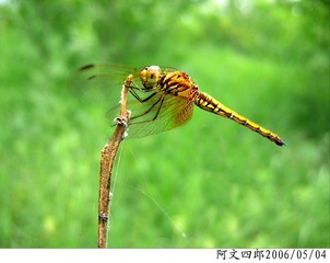 24-IMG_0013