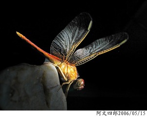 26-IMG_0079
