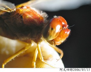 26-IMG_0093