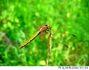24-IMG_0042