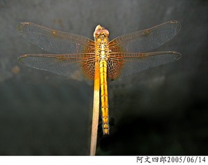 18-IMG_0028-1