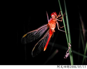 26-IMG_0046