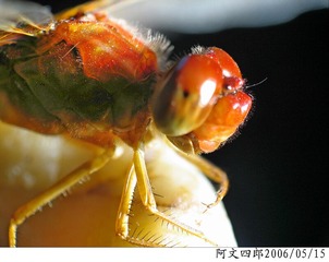 26-IMG_0094