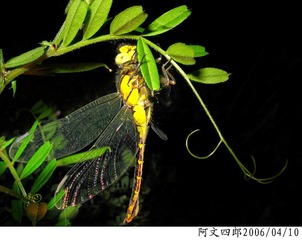 22-IMG_0070