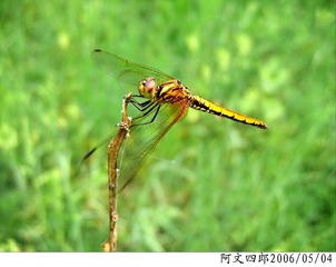24-IMG_0011