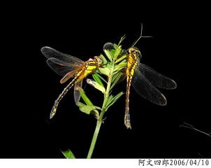 22-IMG_0042