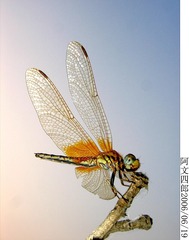 27-IMG_0004