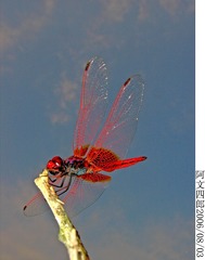 29-IMG_0023