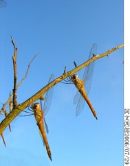 28-IMG_0079