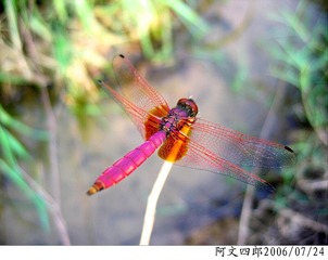 28-IMG_0001
