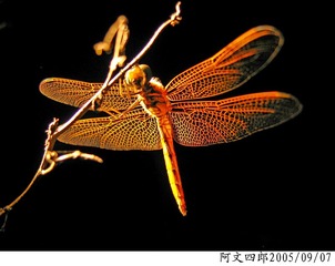 21-IMG_0047