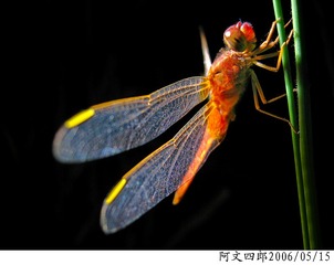 26-IMG_0039
