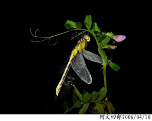 22-IMG_0073