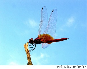 29-IMG_0014