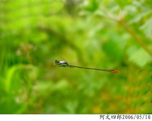 25-IMG_0013