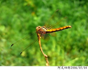 24-IMG_0051