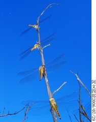 28-IMG_0090