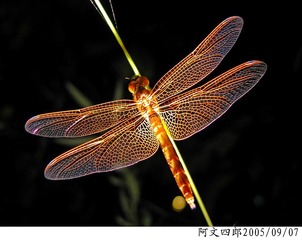 21-IMG_0071