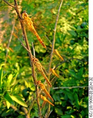 28-IMG_0067