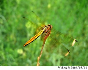 24-IMG_0021