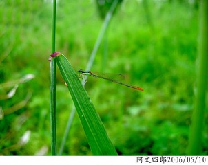 25-IMG_0035