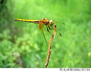 24-IMG_0046