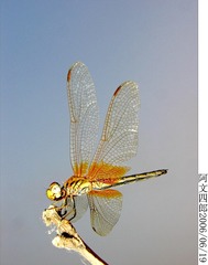 27-IMG_0016