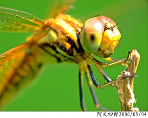 24-IMG_0116