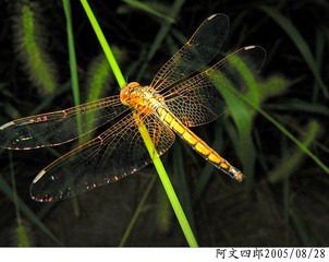 20-IMG_0015
