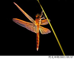 21-IMG_0089