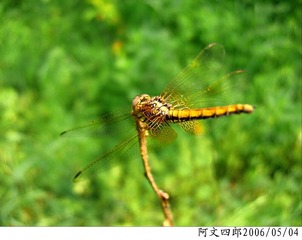 24-IMG_0052