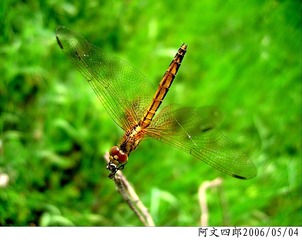 24-IMG_0058