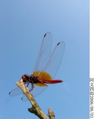 29-IMG_0004