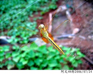 28-IMG_0022