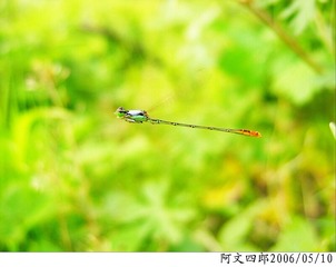 25-IMG_0009